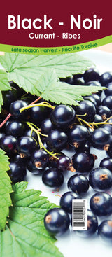 Currant Asst'd Unit - Retail Potted