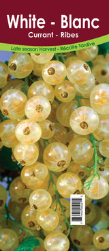 Currant Asst'd Unit - Retail Potted