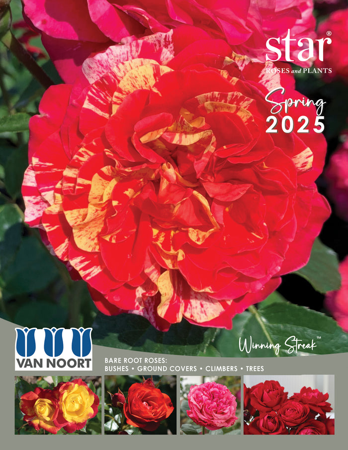 Star Roses 2025 Catalogue Cover.jpg__PID:eea07b6a-7d5f-48ec-bd84-a374f3bee8b0