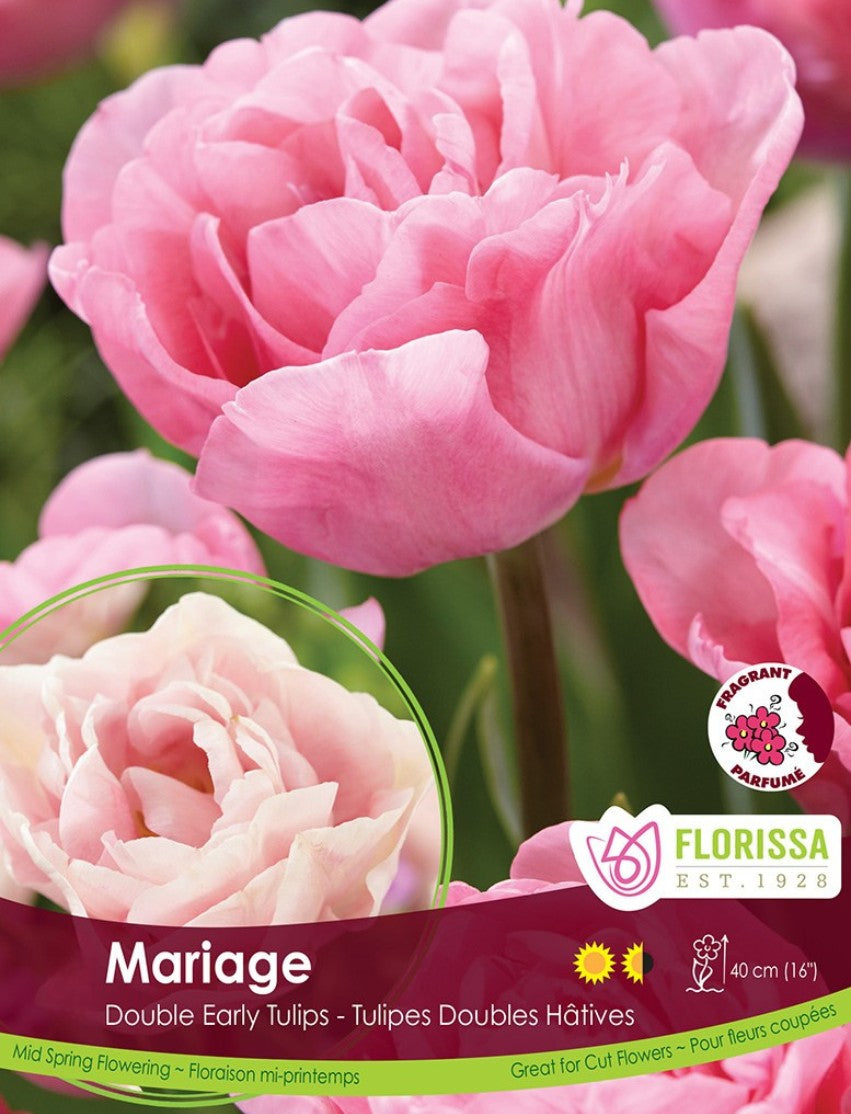 Tulip Double Early - Mariage Bulk