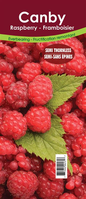 Raspberry Summer Bearing - Canby Retail Pot