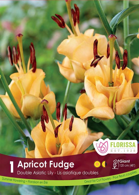 Lily L/A Hybrid  - Apricot Fudge Retail