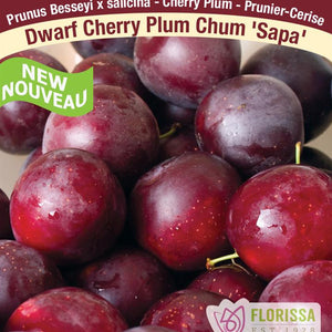 Plum Cherry