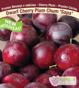 Plum - Dwarf Plum Cherry Assorted