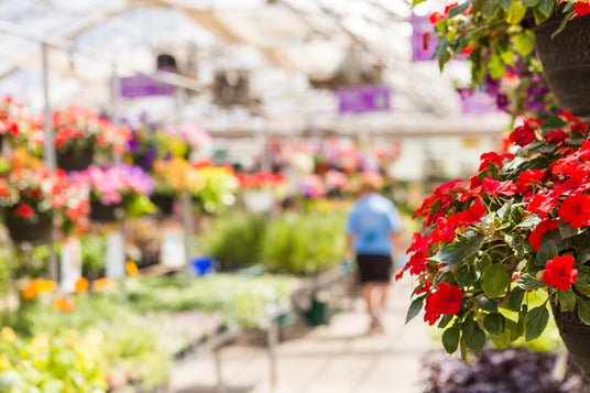 pf-bb6cdfcc--gardencentervannoortbulb-edited__PID:4a022410-4e08-410a-ae65-1c10ef867f73