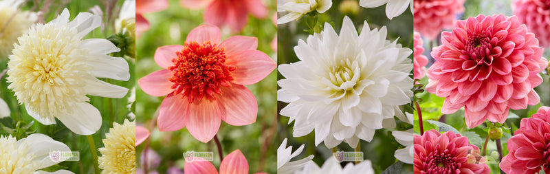 Spring Dahlia's