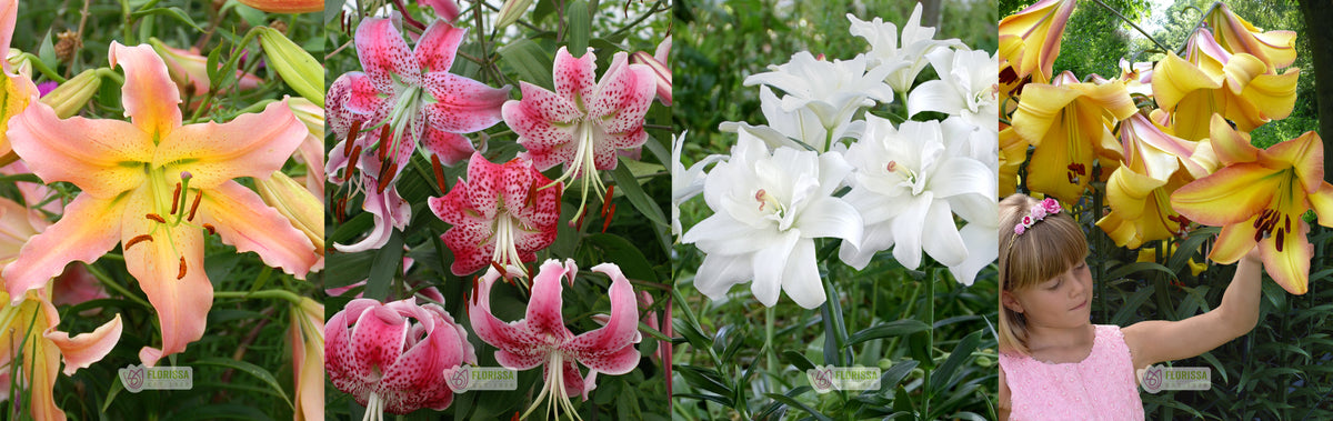 Perennial Lily's