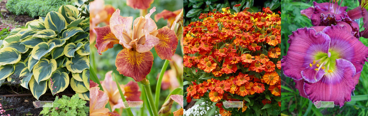 Perennial's