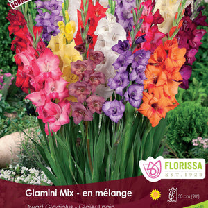 Gladiolus
