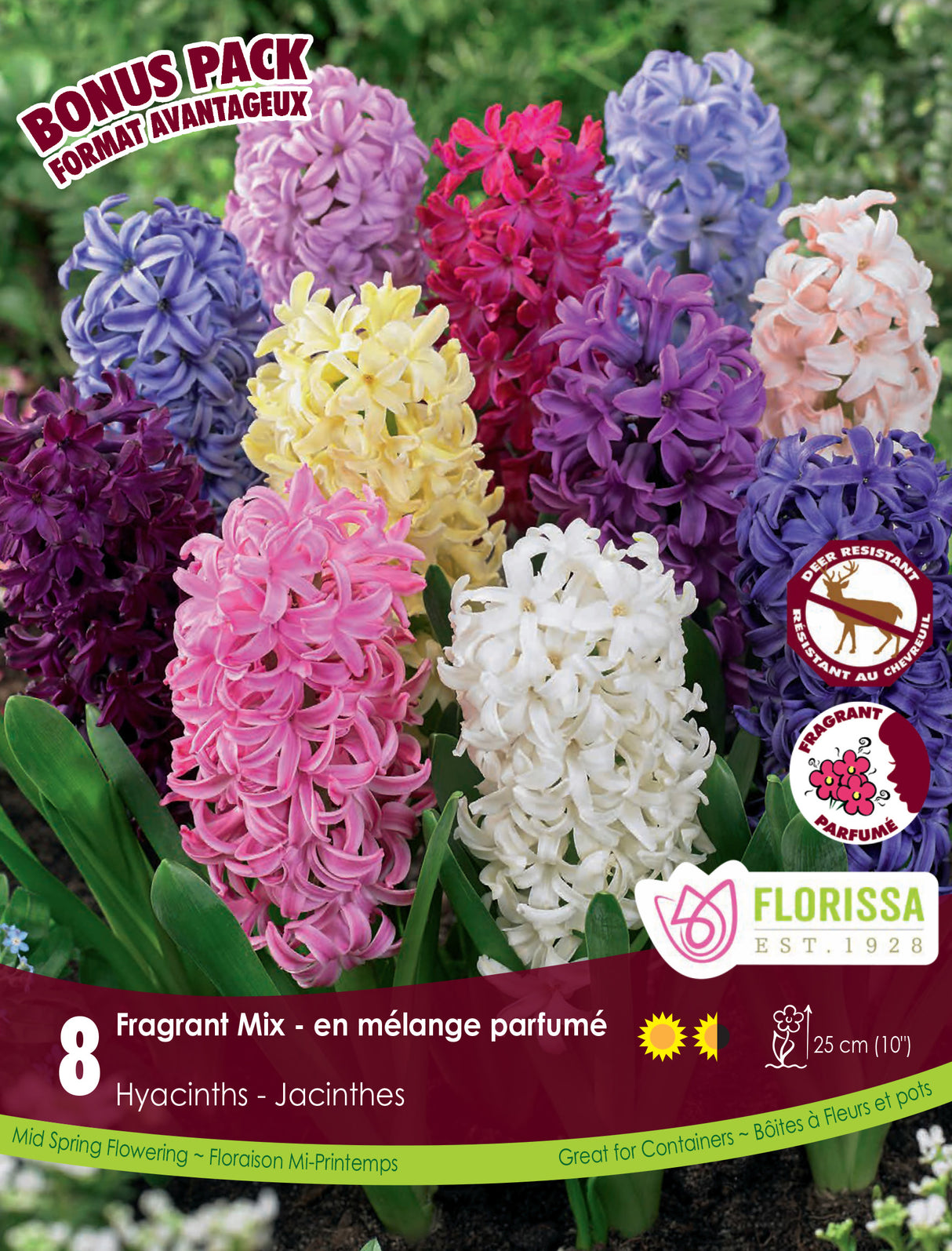 Bonus Pack Hyacinths - Mixed