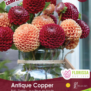 Colourful Companions