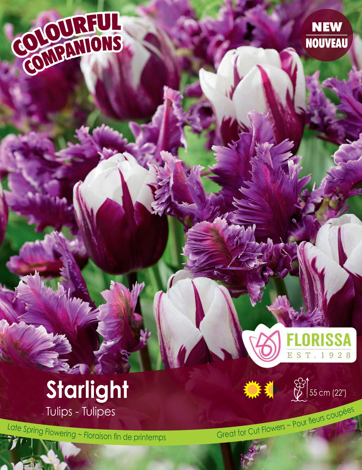 Fall Colourful Companions - Starlight Bulk