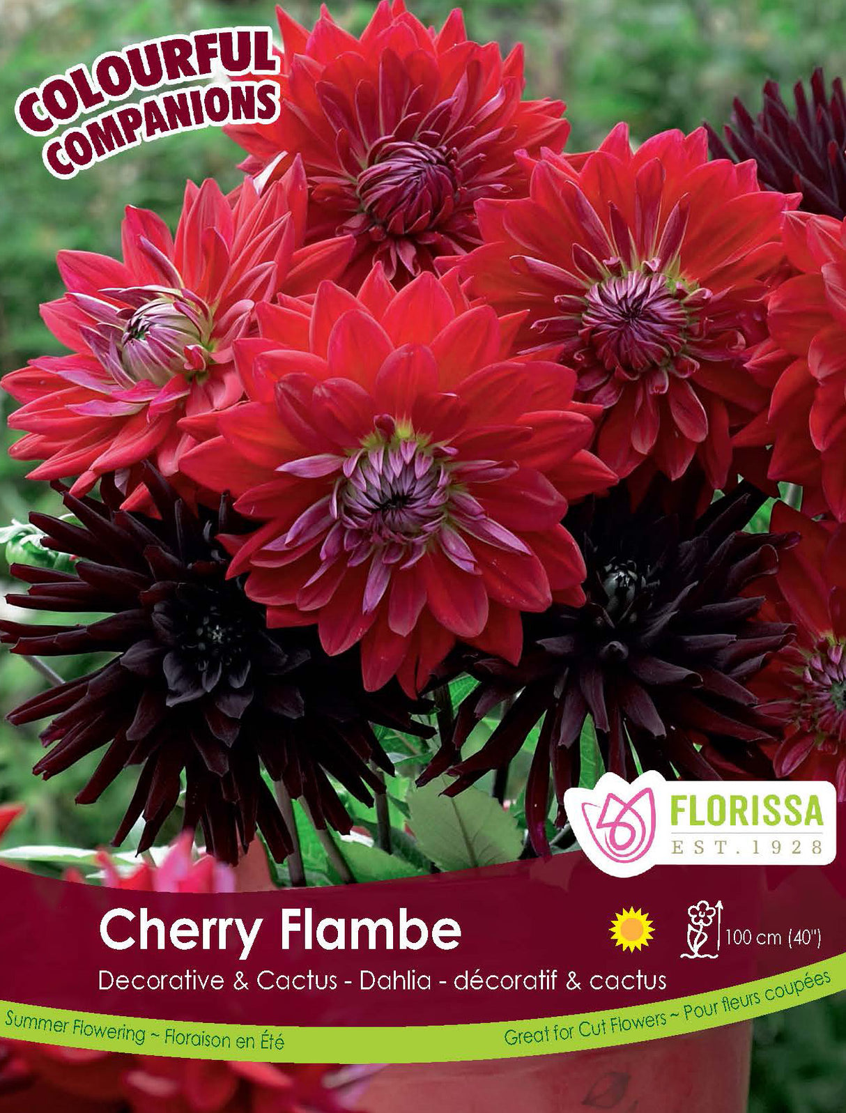 Spring Colourful Companion - Cherry Flambe