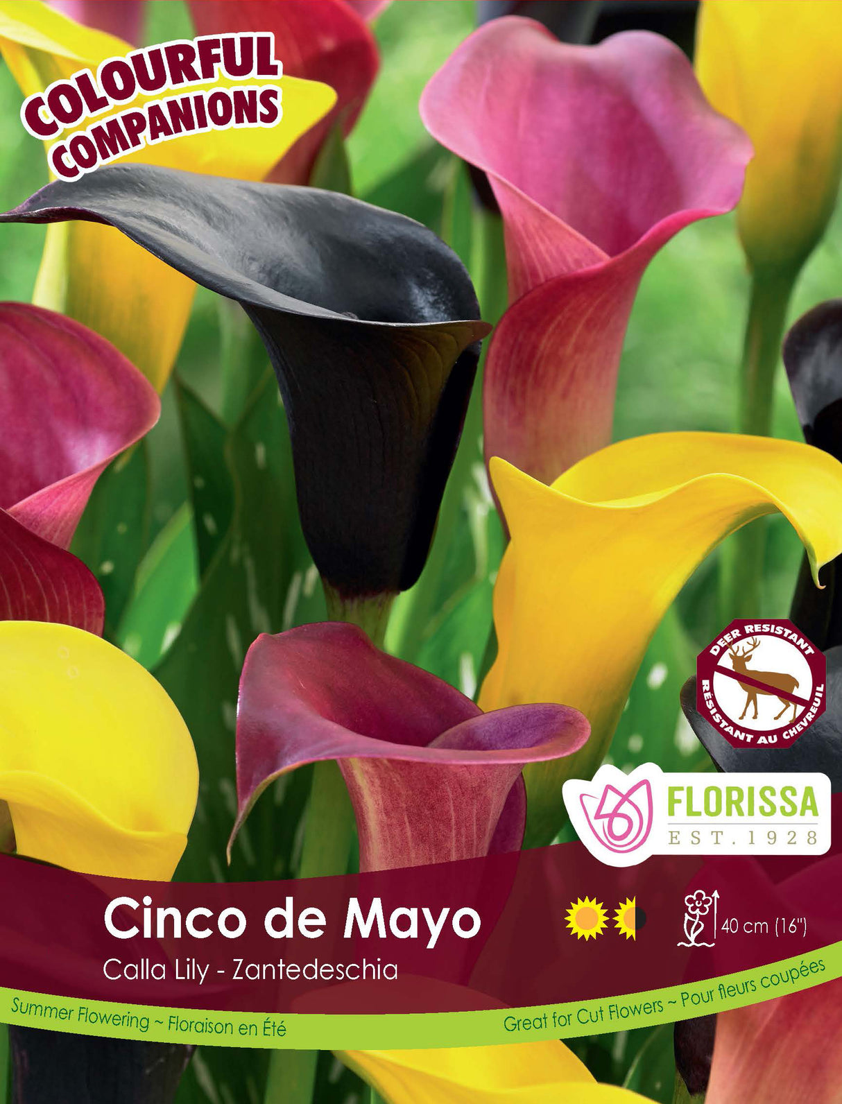 Spring Colourful Companion - Cinco de Mayo