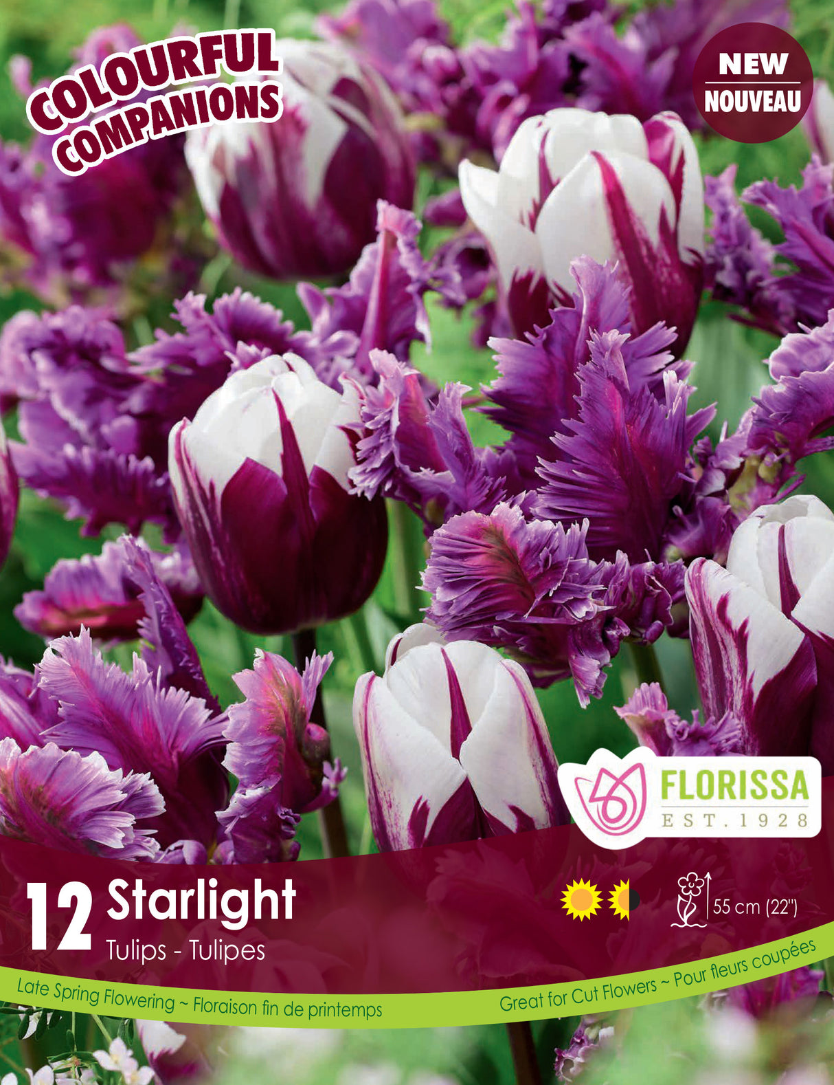 Fall Colourful Companions - Starlight Retail