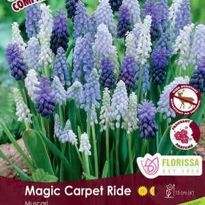 Muscari