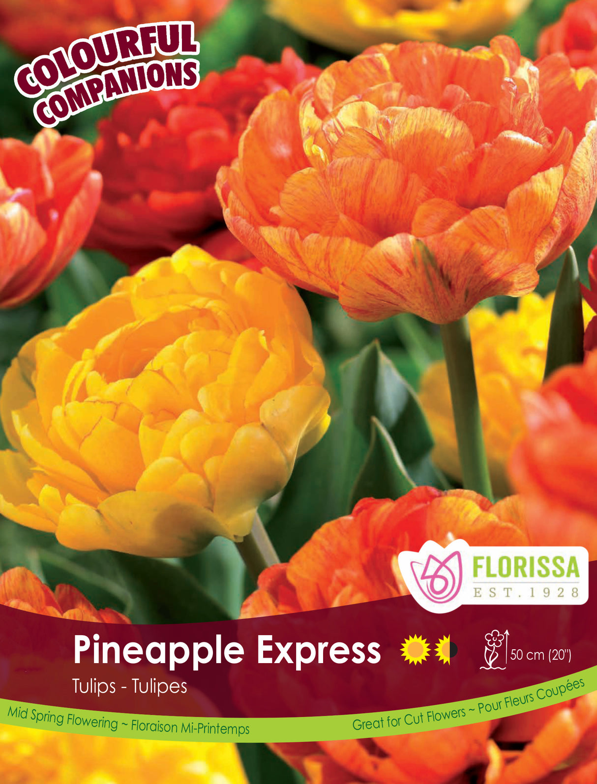Fall Colourful Companions - Pineapple Express Bulk