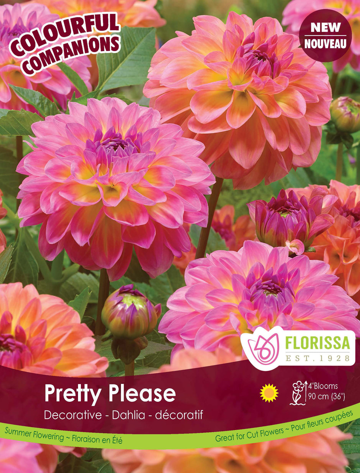 Spring Colourful Companion - Pretty Please