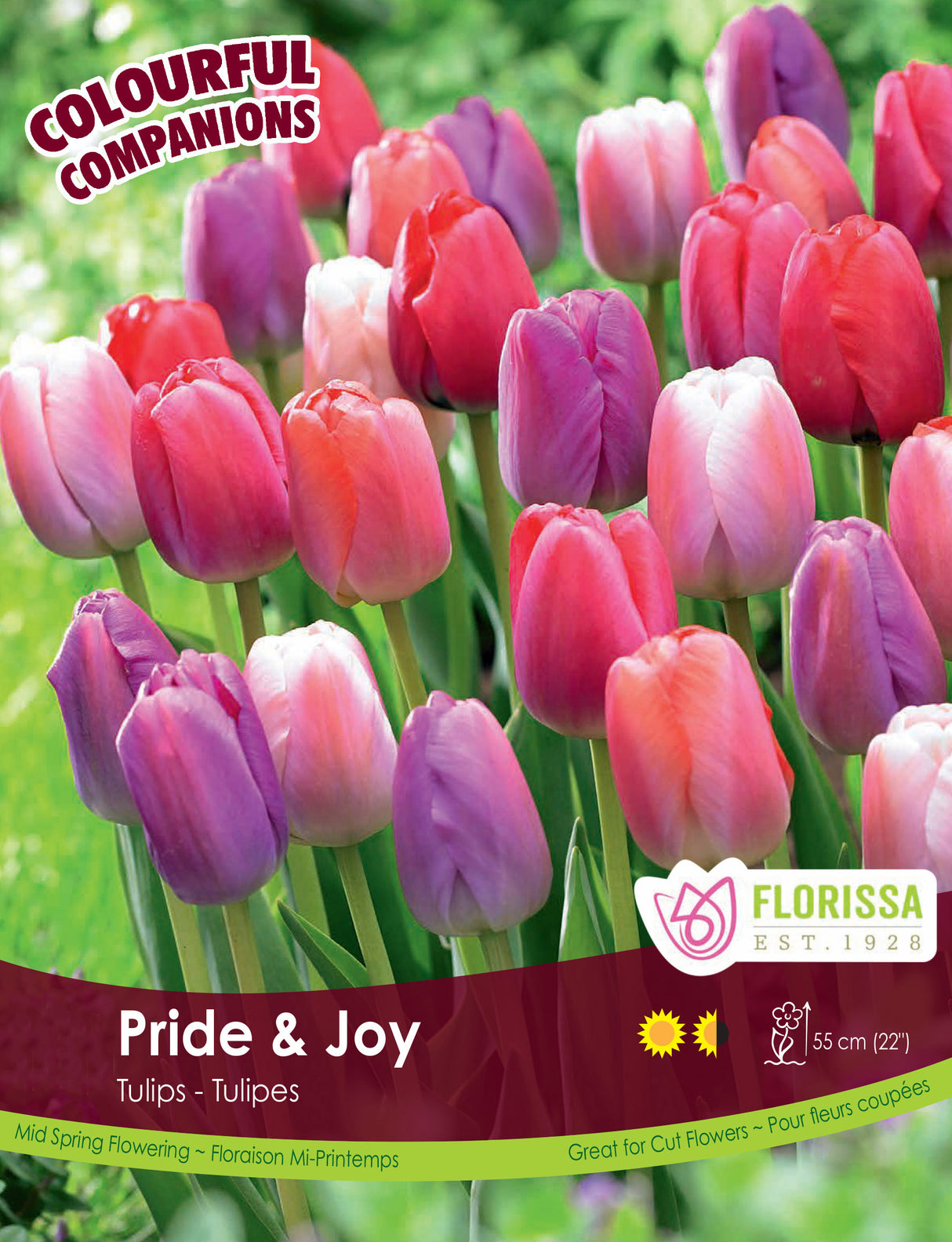 Fall Colourful Companions - Pride and Joy Bulk