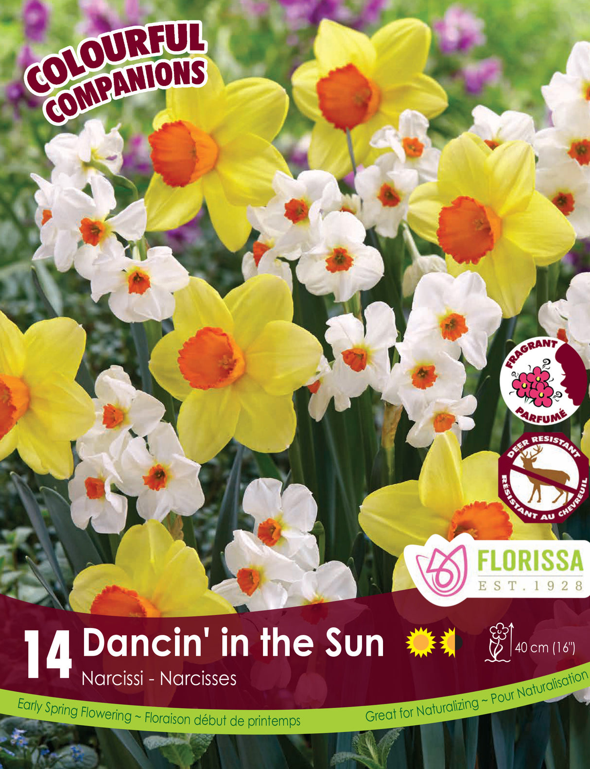 Fall Colourful Companions - Dancin' in the Sun Retail