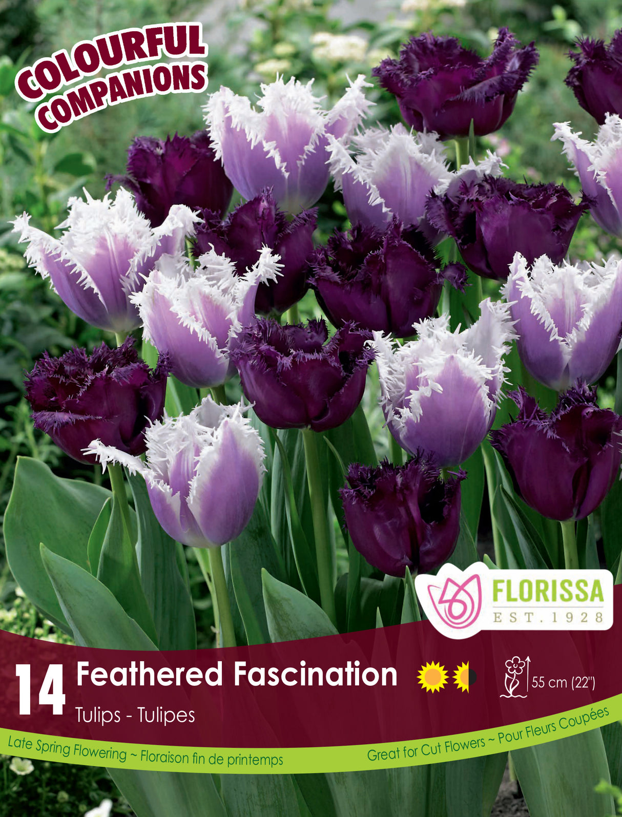 Fall Colourful Companions - Feathered Fascination Retail