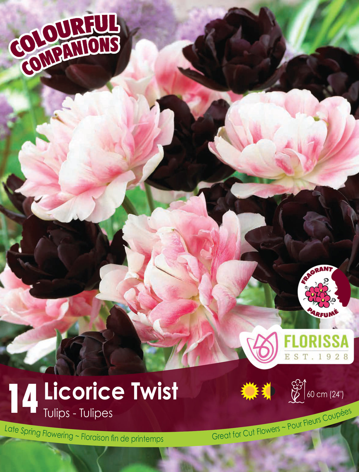 Fall Colourful Companions - Licorice Twist Retail