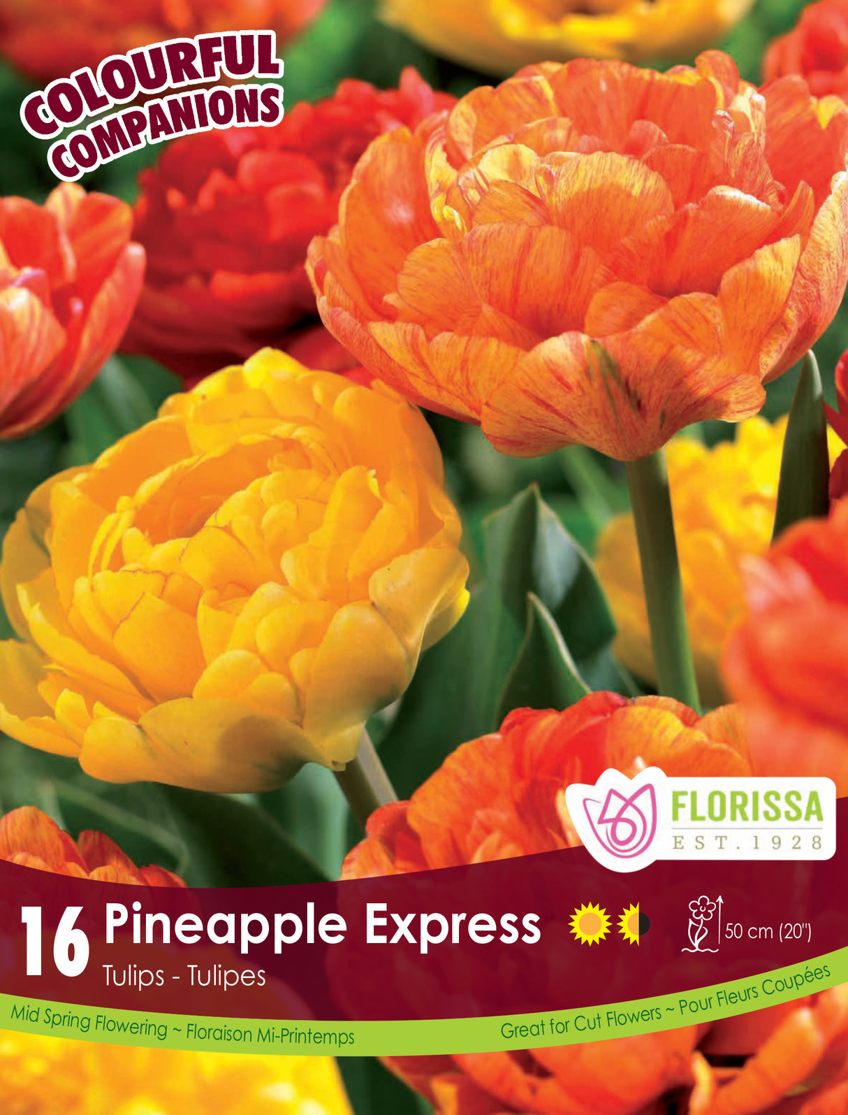 Fall Colourful Companions - Pineapple Express Retail