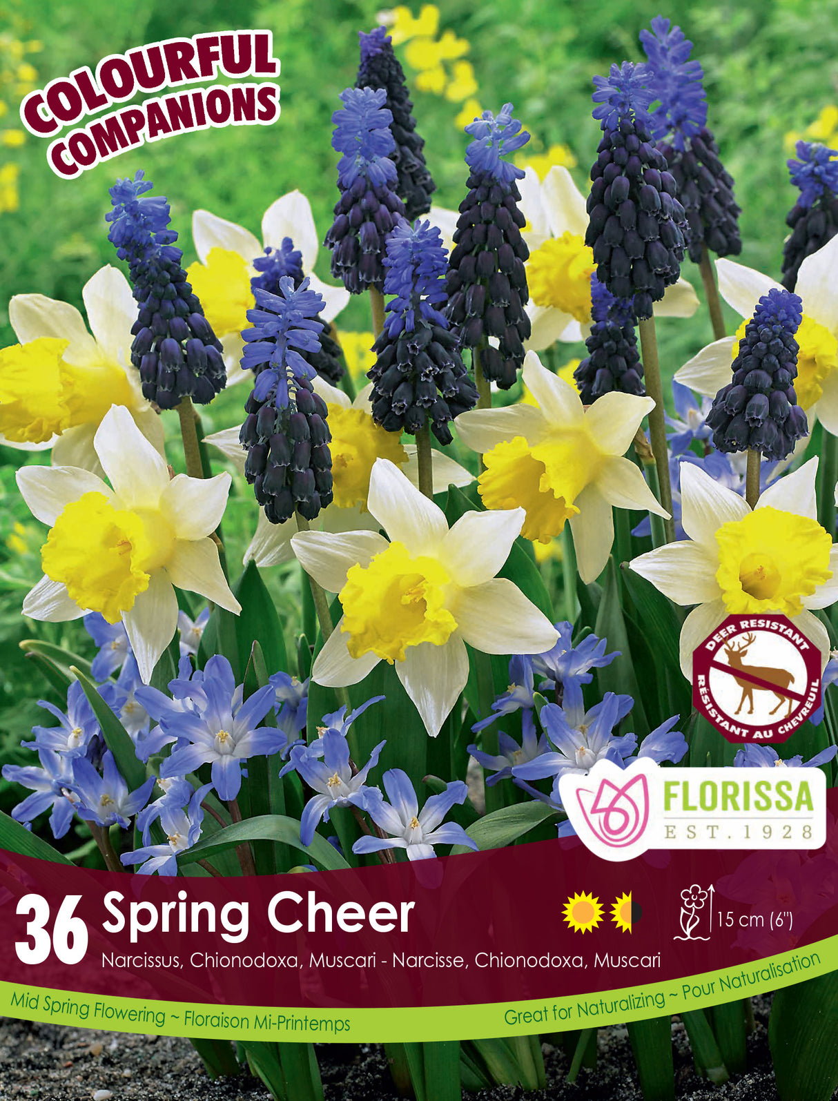 Fall Colourful Companions - Spring Cheer Retail