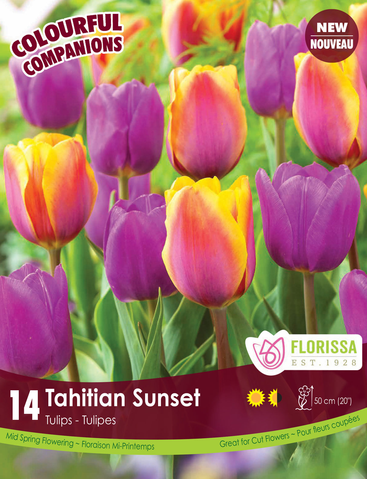 Fall Colourful Companions - Tahitian Sunset Retail