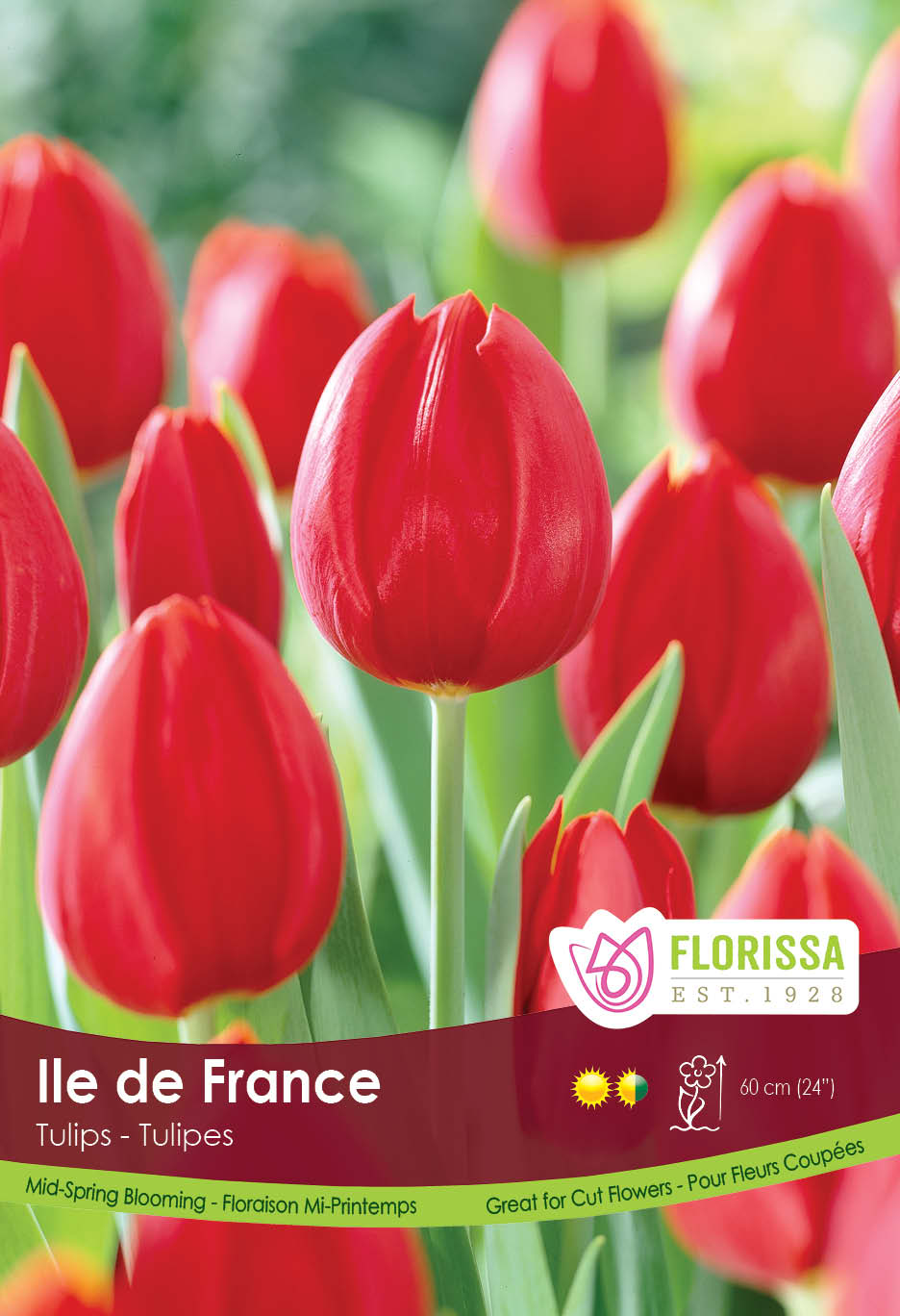 Tulip - Ile De France Red Bulk Black Tray