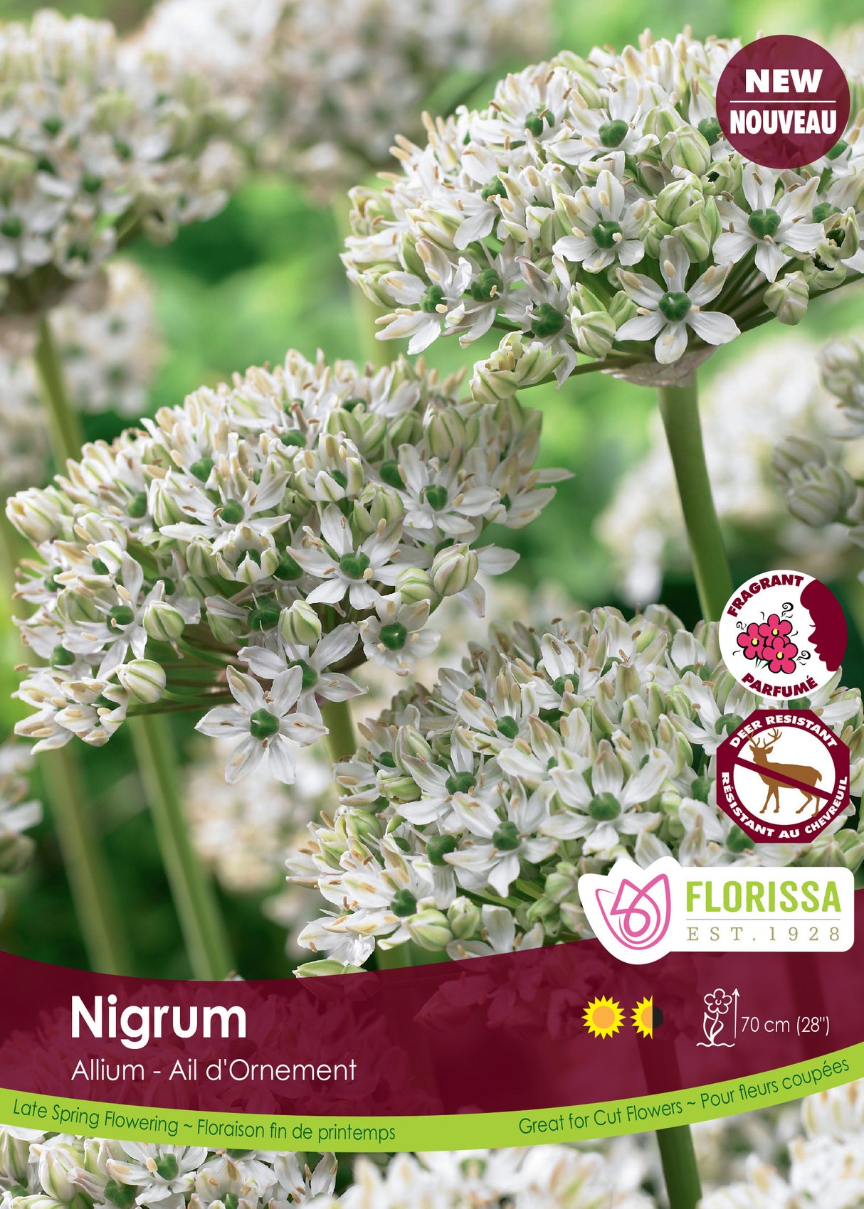 Allium - Nigrum Bulk