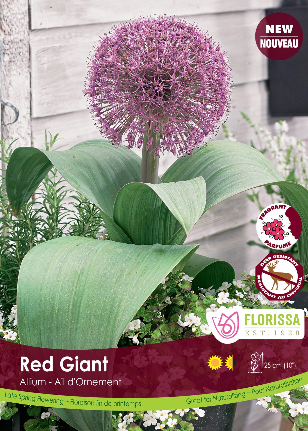 Allium - Red Giant Bulk