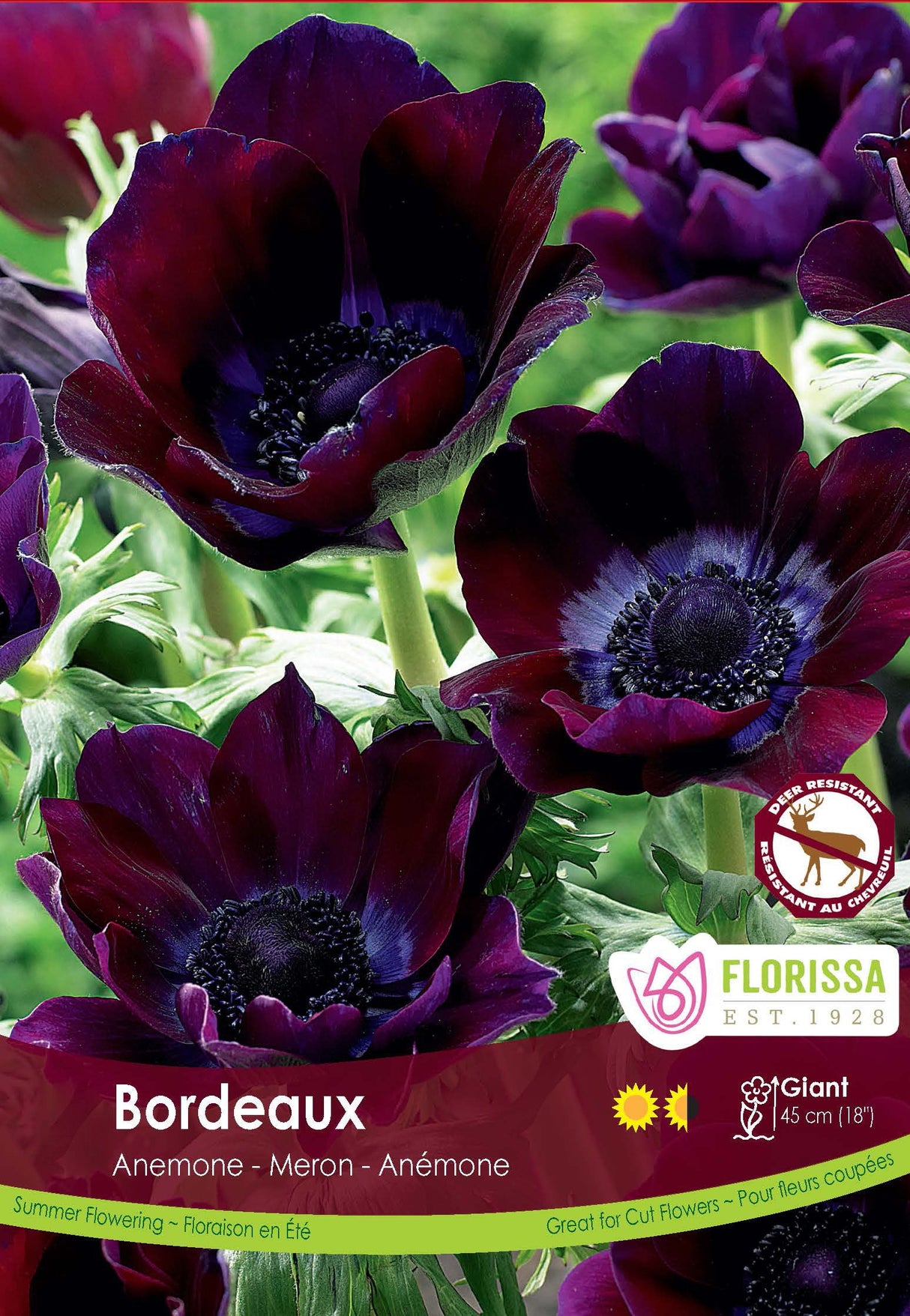 Anemone - Bordeaux Spring Bulk