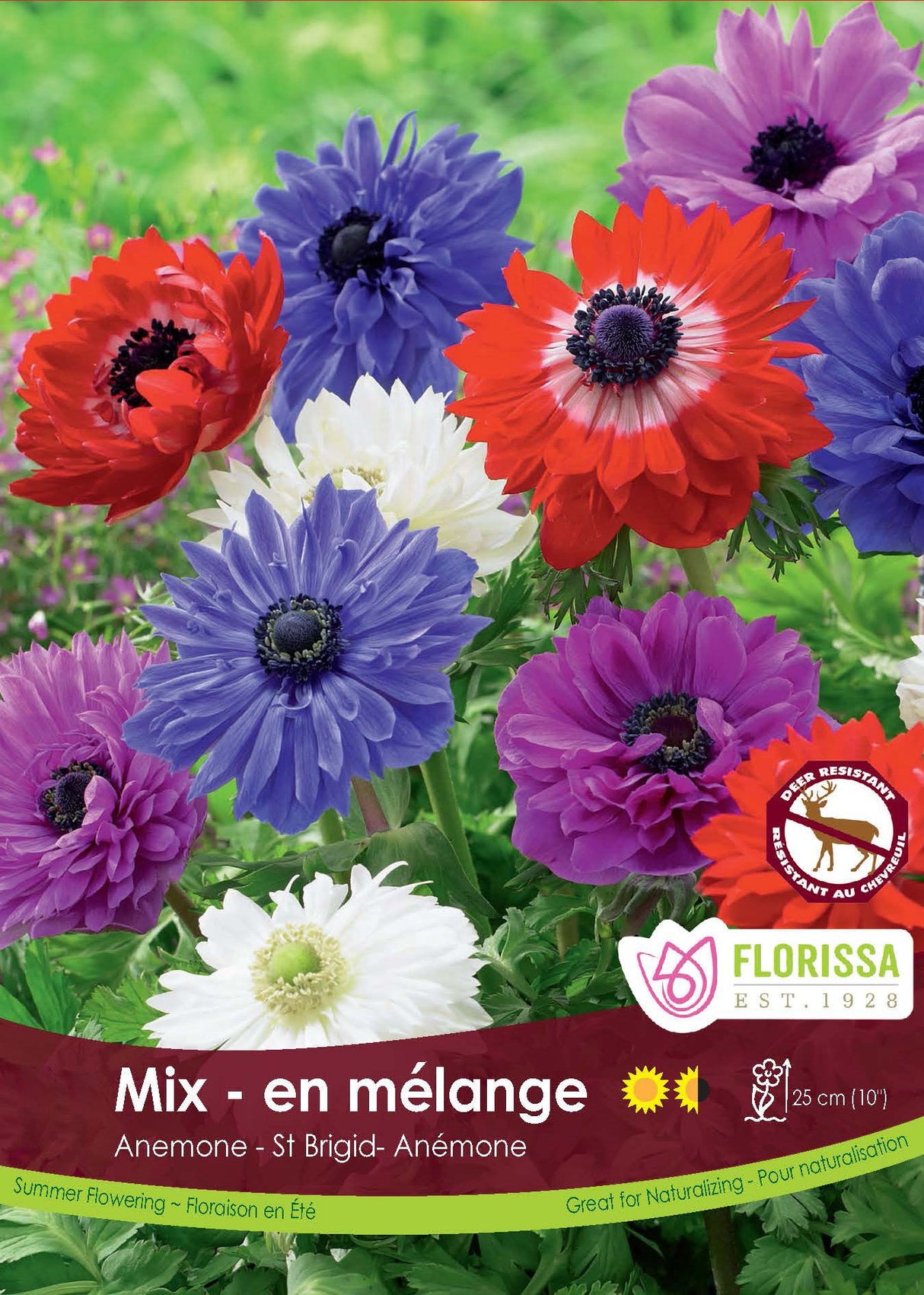 Anemone St. Brigid - Mixed Spring Bulk