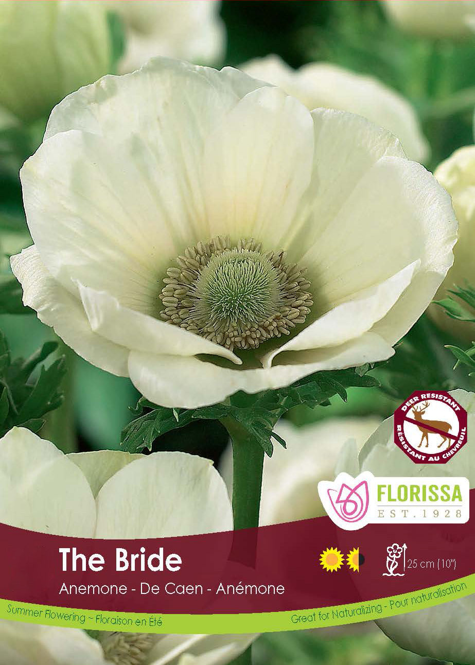 Anemone De Caen - The Bride Fall Bulk