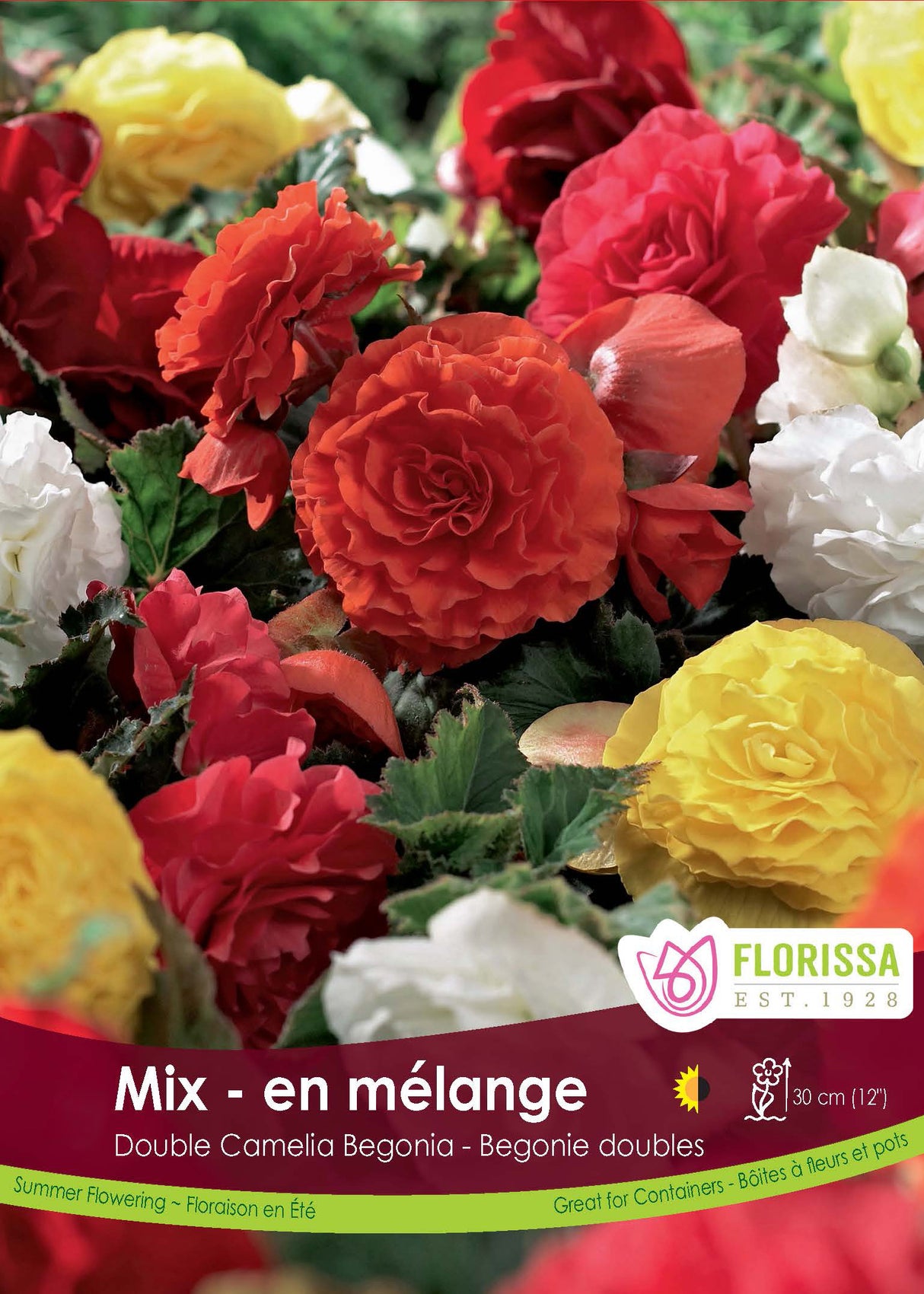 Begonia - Double Camelia Mix 6/up Retail Pkg
