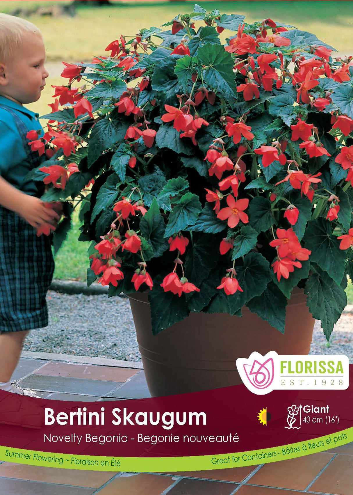Begonia - Novelty Bertini Skaugum Retail Pkg