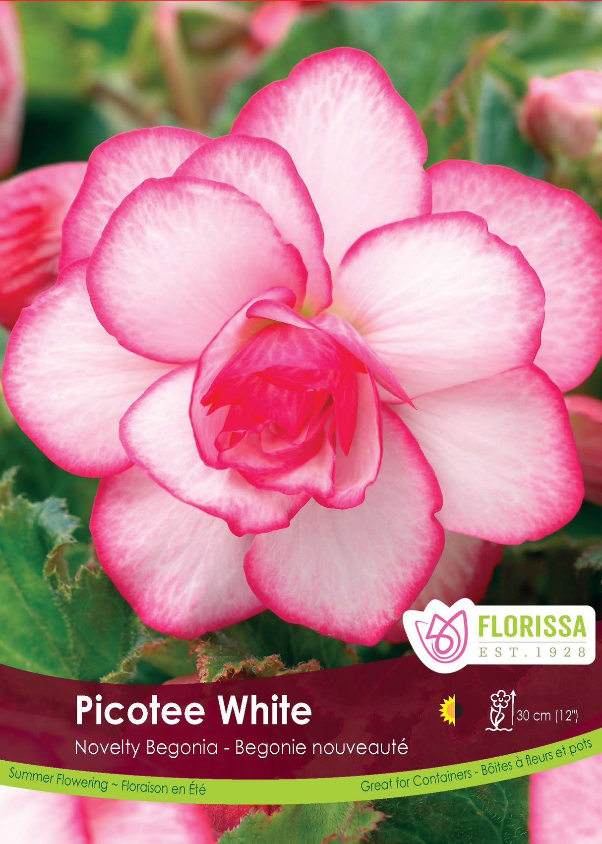 Begonia - Novelty Picotee White Retail Pkg