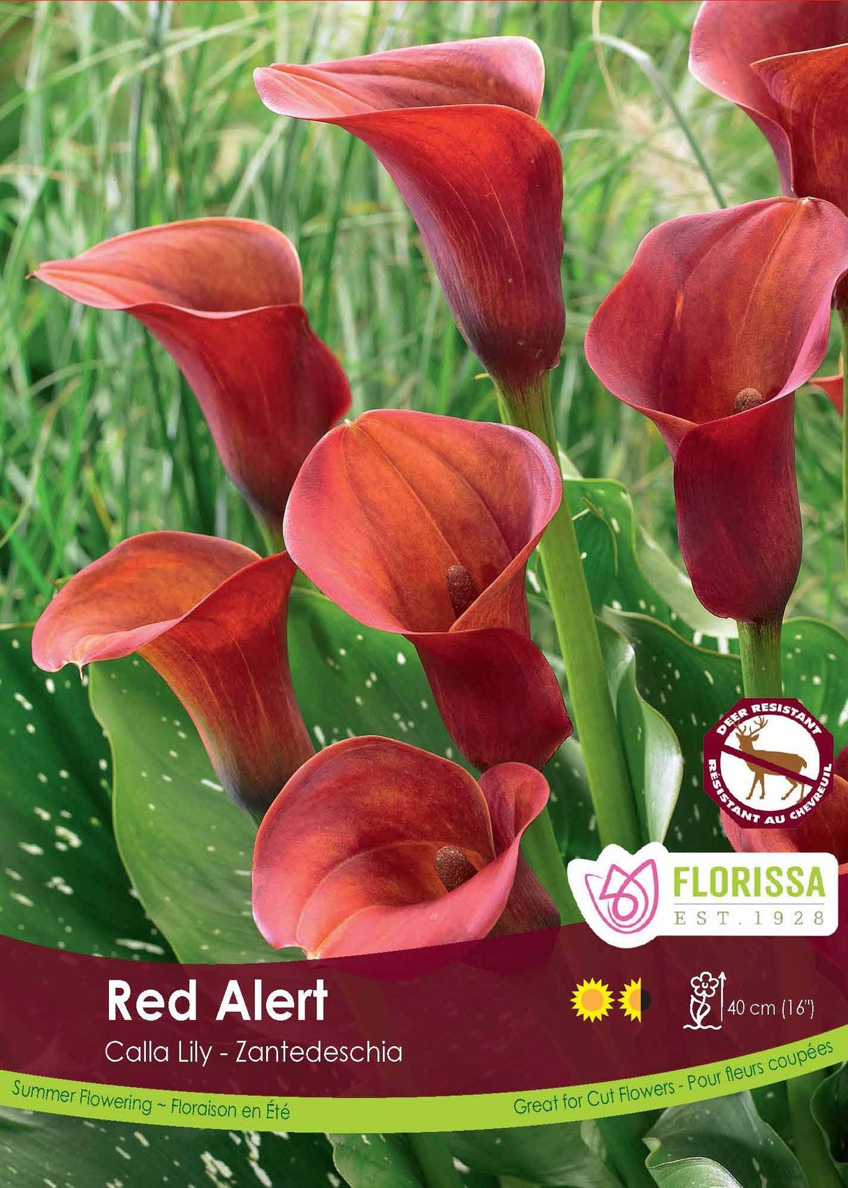 Calla Lily Zantedeschia - Red Alert Bulk