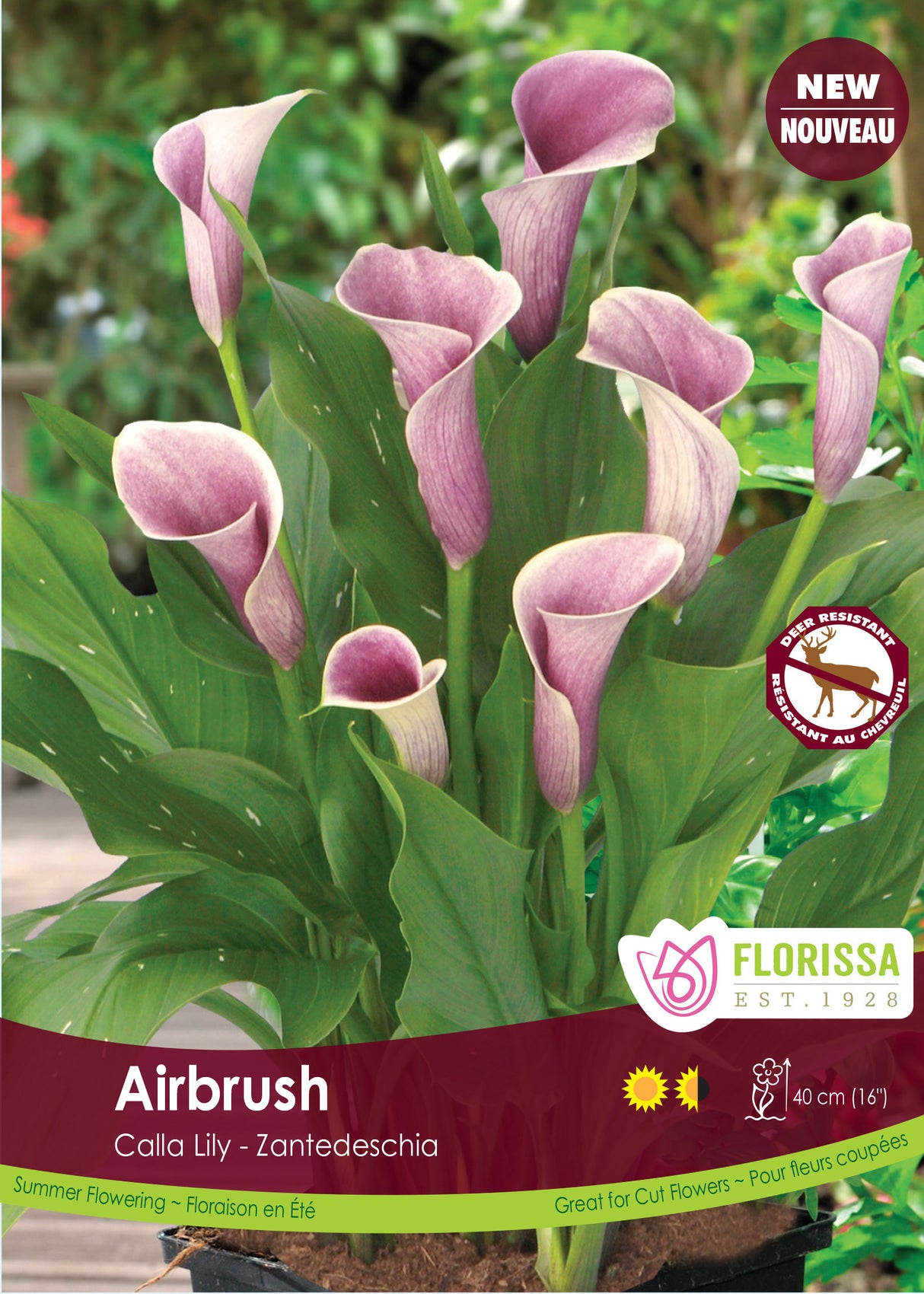Calla Lily Zantedeschia - Airbrush Bulk