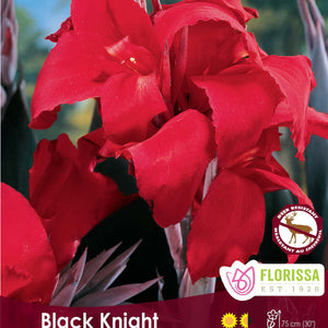 Canna Lilies