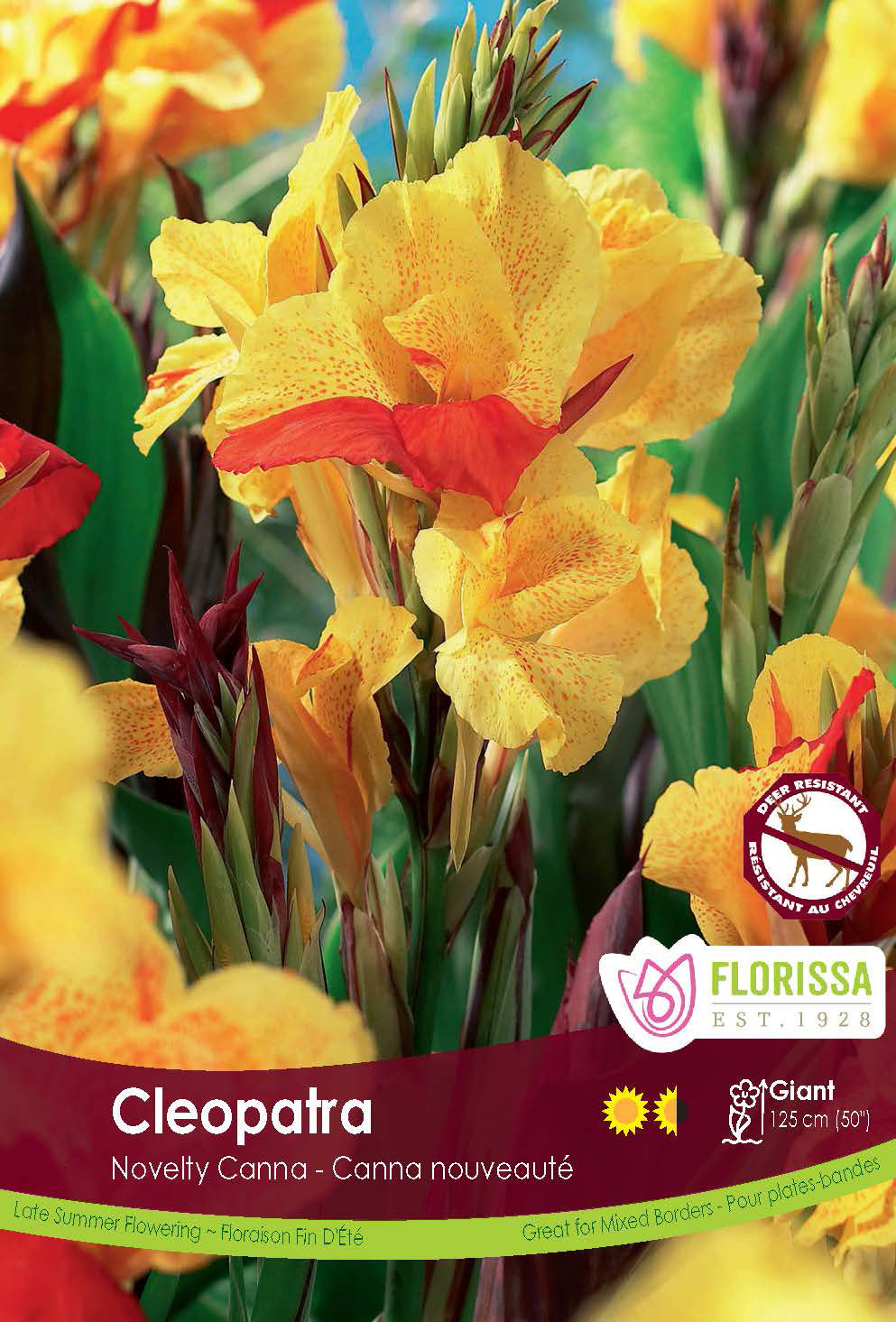 Canna Variegated Leaf - Cleopatra Retail Pkg