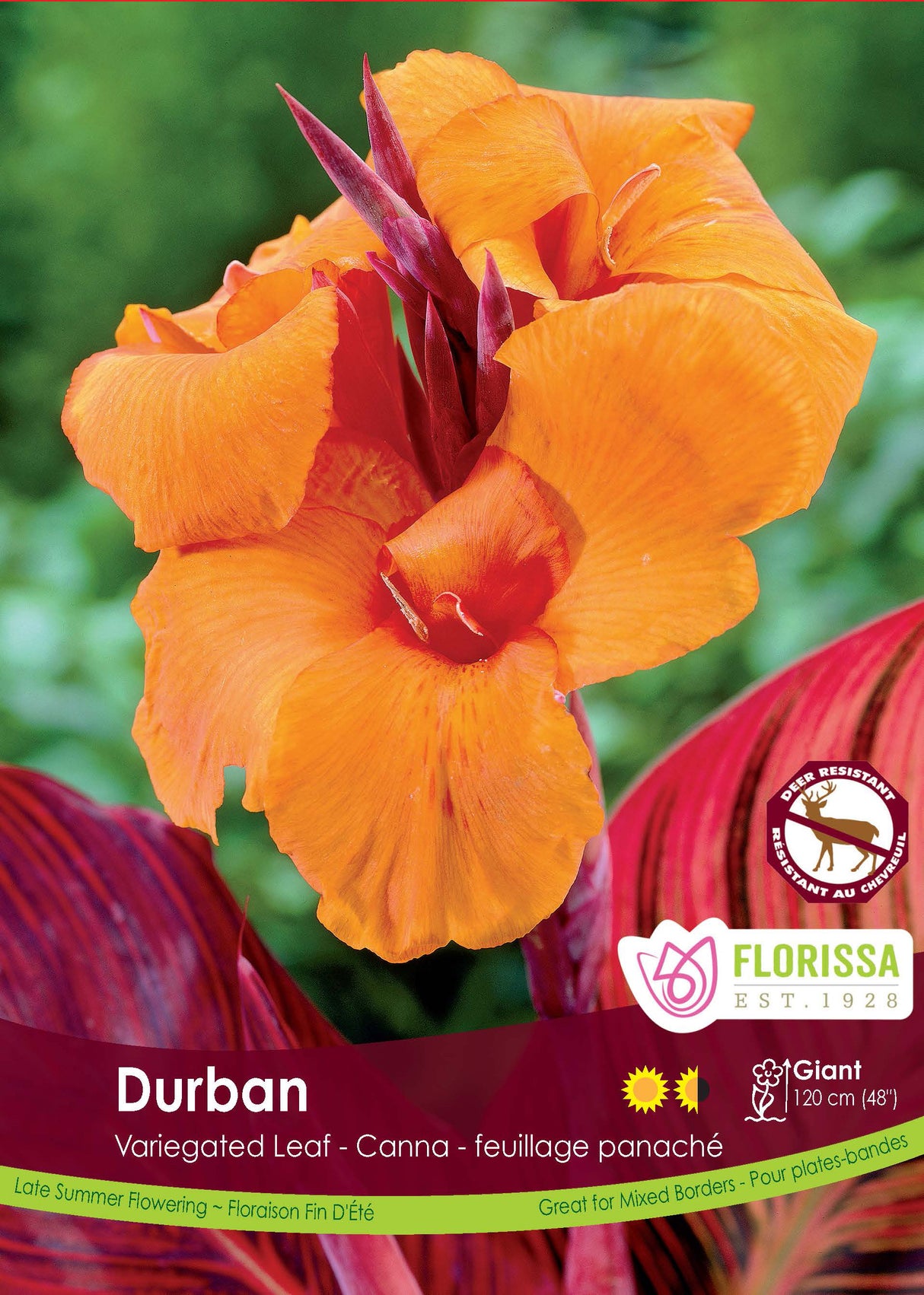 Canna Variegated Leaf - Durban Bulk
