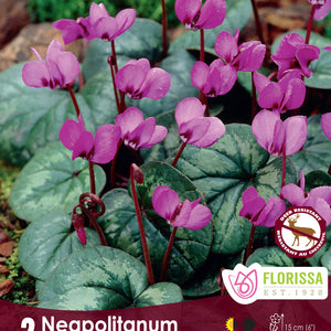Cyclamen