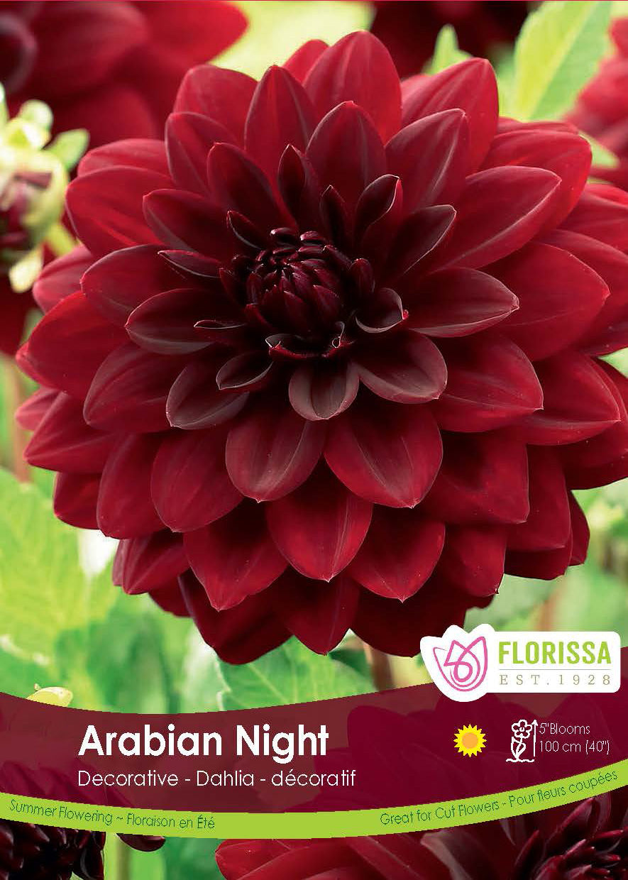 Dahlia Decorative - Arabian Night Retail