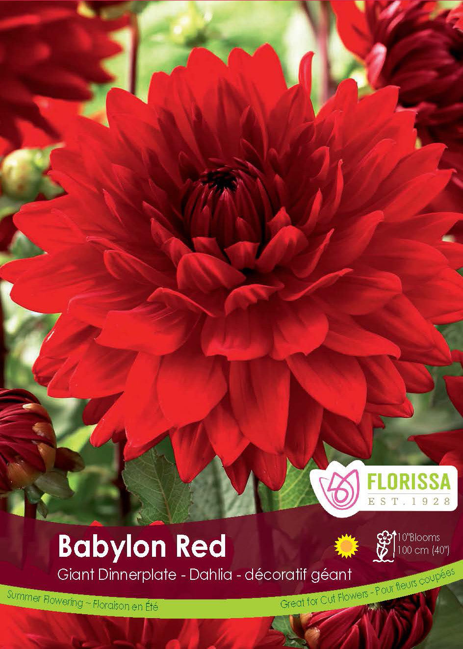 Dahlia Giant Dinnerplate - Babylon Red Retail Pkg