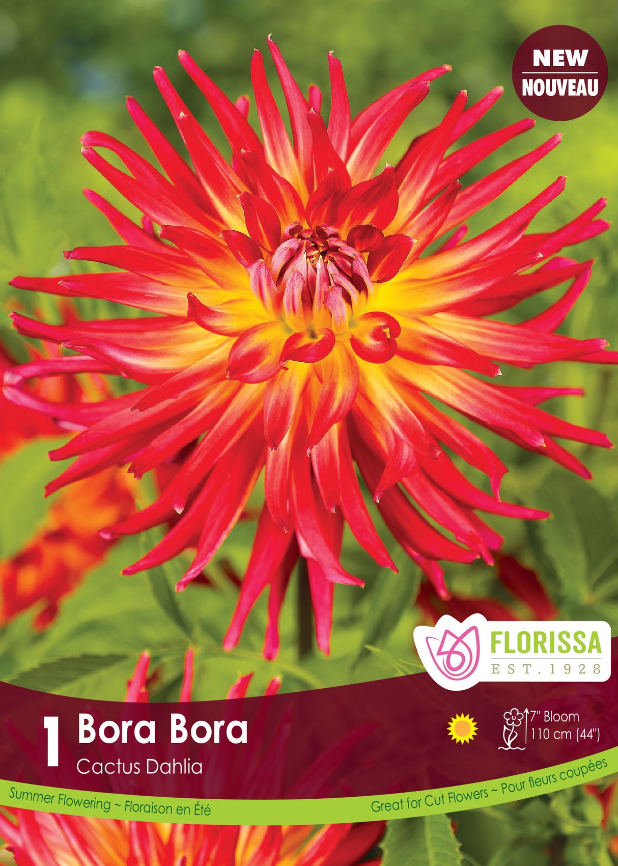 Dahlia Cactus - Bora Bora Retail