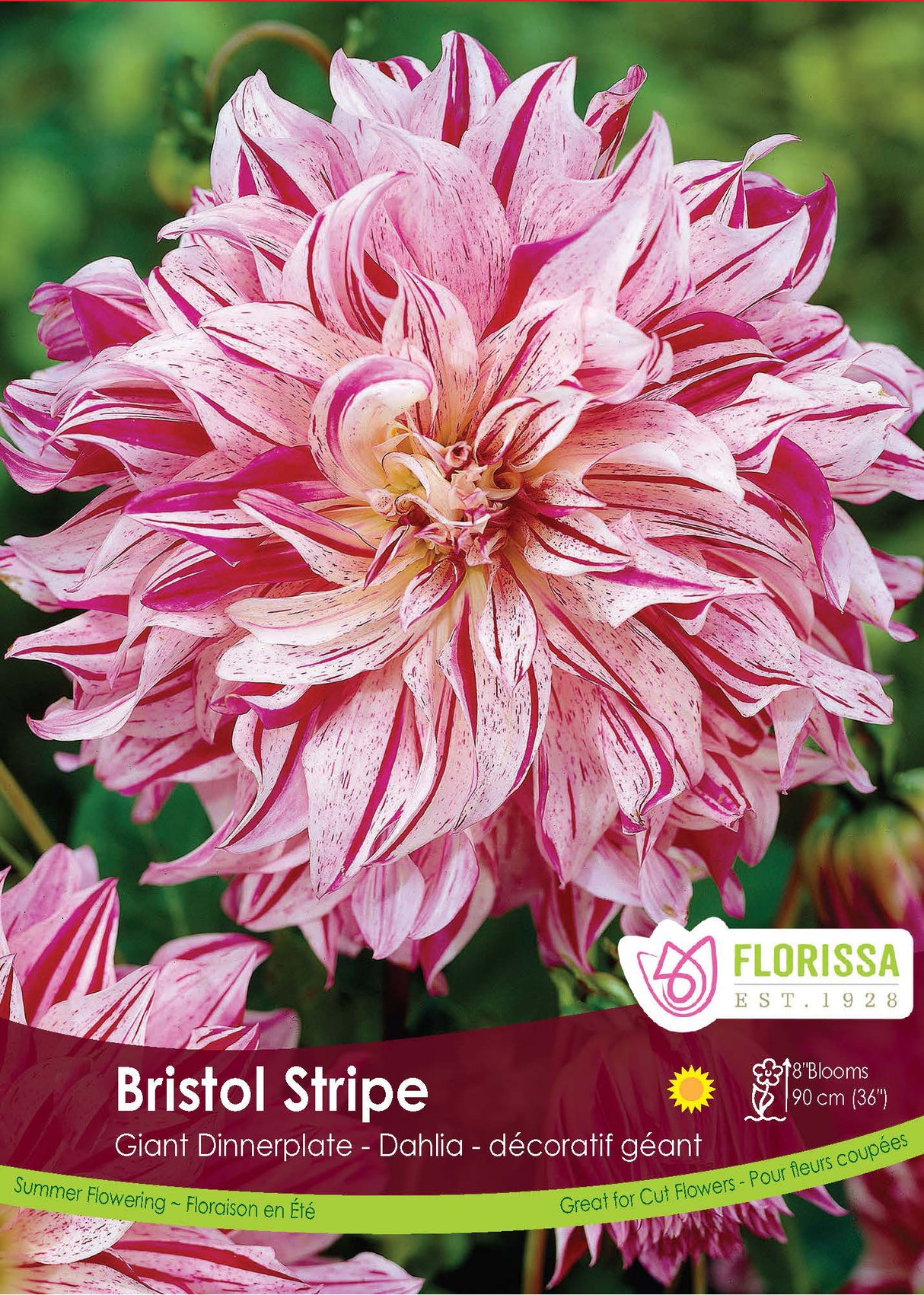 Dahlia Giant Dinnerplate - Bristol Stripe Retail Pkg