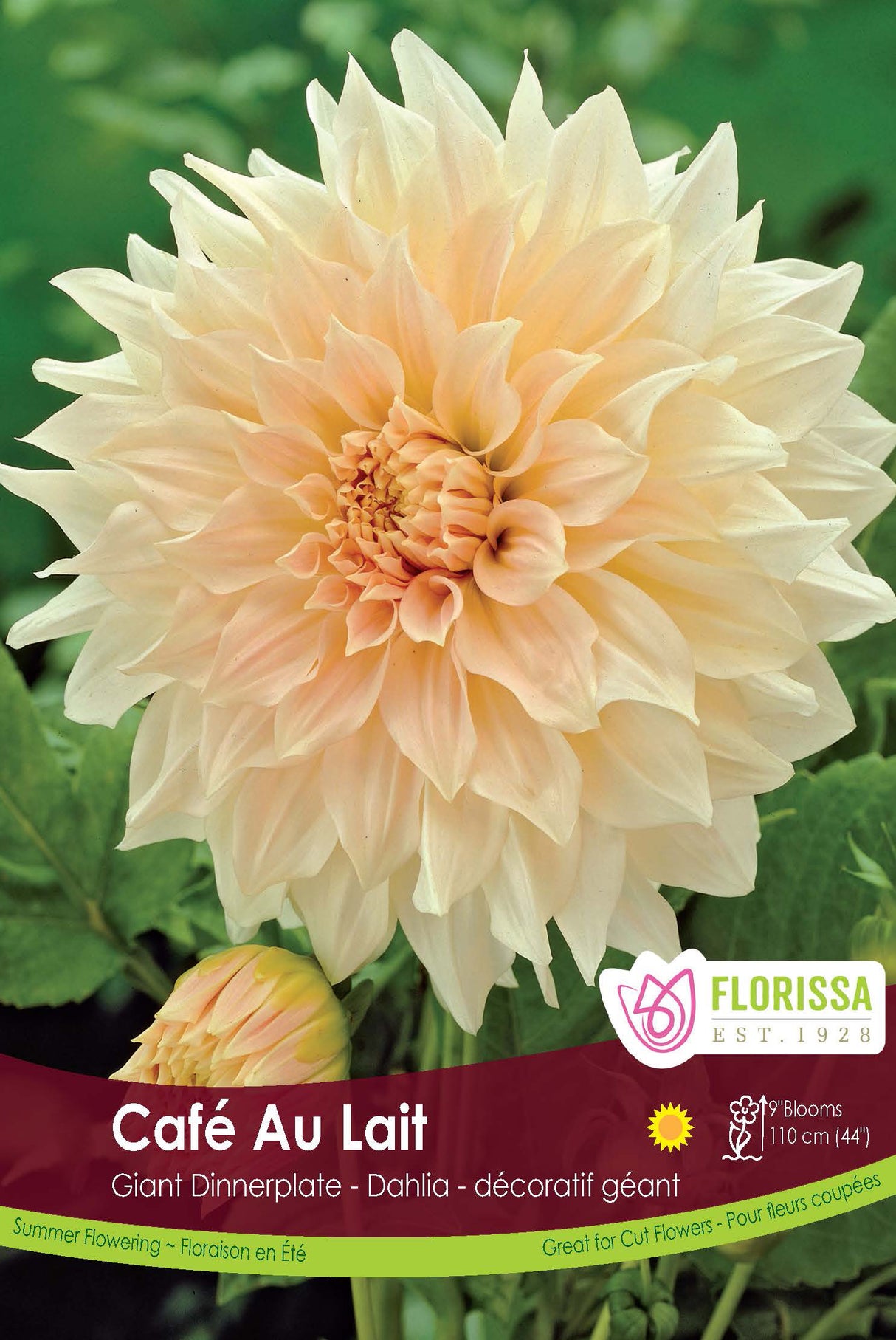 Dahlia Giant Dinnerplate - Café au Lait Retail Pkg