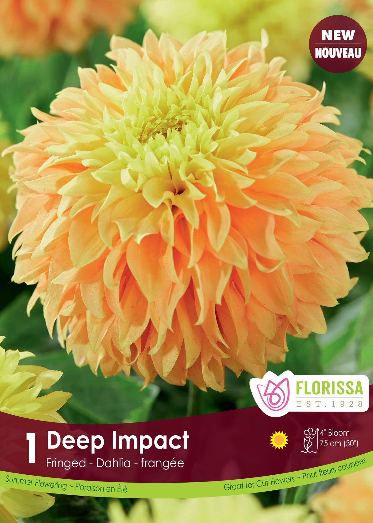 Dahlia Fringed - Deep Impact Retail Pkg
